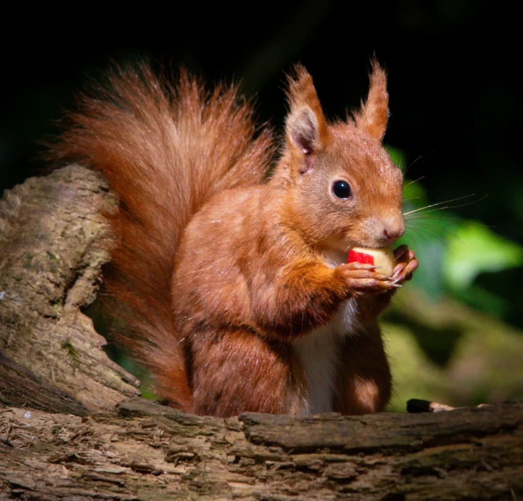 hd photography of a red squirrel by image-in photography